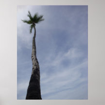 Costa Rica Palm #2 Posters