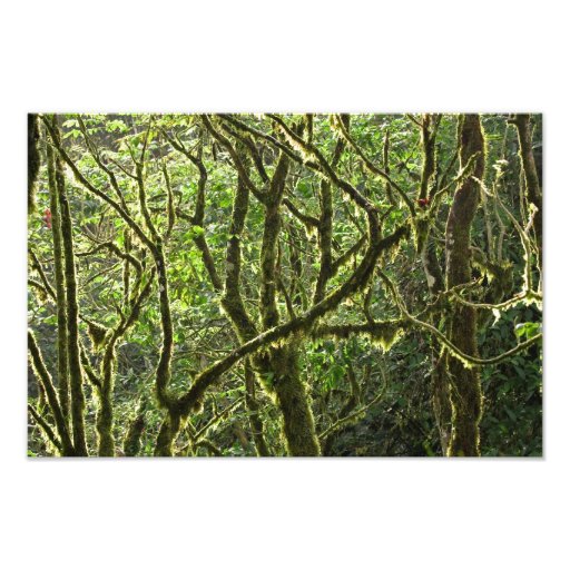 Costa Rica Rain Forest Canopy Photo Print