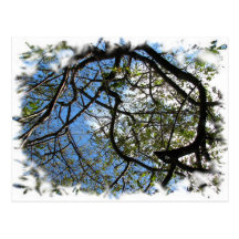 costa rica trees postcard