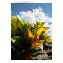Costa Rican Flora Card