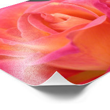 Costa Rican Rose Photo Print