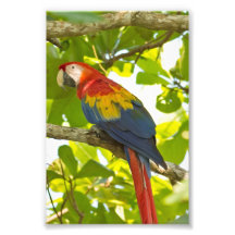 Costa Rican Scarlet Macaw Photo Print