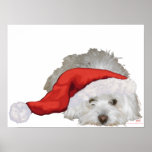 Coton de Tulear - Waiting Posters