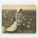 Cotton Field