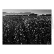 Cotton field, into sun near El Centro, 1966 Greeting Card