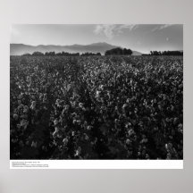 Cotton field, into sun near El Centro, 1966 Posters