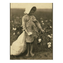 Cotton Field Post Card