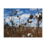 cotton field postcards