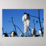 Cotton Field Posters