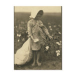 Cotton Fields