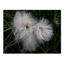 Cotton Grass on Unalaska Island Postcards