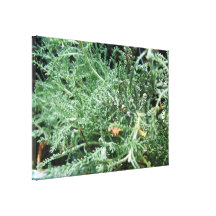 Cotton Lavender Stretched Canvas Print