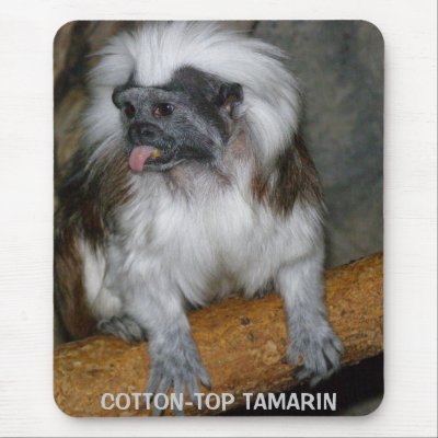 COTTON-TOP TAMARIN, mousepad by LoisRV