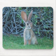 Cottontail Bunny Mousepad