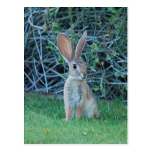 Cottontail Bunny Postcard