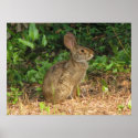 Cottontail Freeze Poster posters