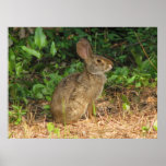 Cottontail Freeze Poster