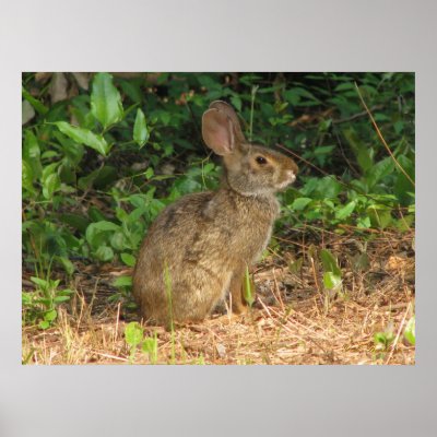 Cottontail Freeze Poster by naturegirl7