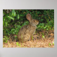 Cottontail Freeze Poster