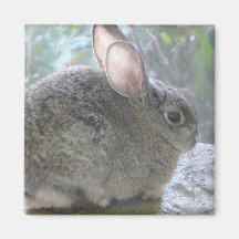 cottontail fridge magnets