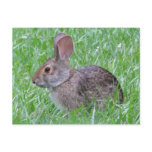 Cottontail in Grass Postcard