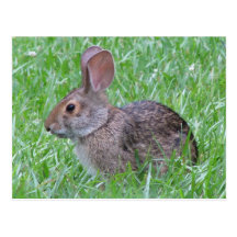 Cottontail in Grass Postcard