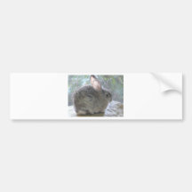 cottontail rabbit bumper stickers