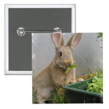 Cottontail Rabbit Button