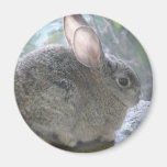cottontail rabbit fridge magnet