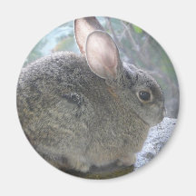 cottontail rabbit fridge magnet