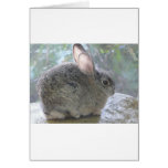 cottontail rabbit greeting card