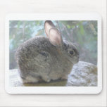 cottontail rabbit mouse pads