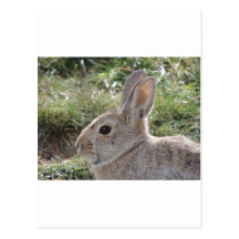 Cottontail Rabbit Post Card