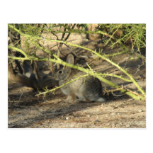 Cottontail Rabbit Postcard