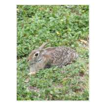 Cottontail rabbit postcards