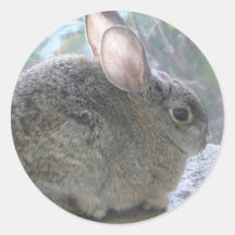 cottontail rabbit sticker
