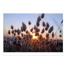 Cottontails summer grasses post cards