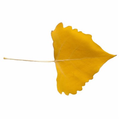 Cottonwood Leaf Cutout Magnet Cut Out by bluerabbit