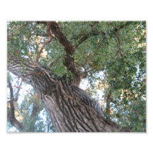 Cottonwood Trees Photo Print