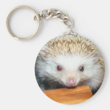 Cotty hedgehog keychains