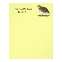 Coturnix Quail Hen Letterhead Design