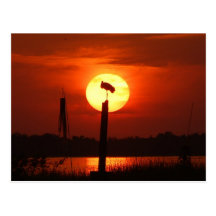 Coucher du soleil de la Floride Carte Postale