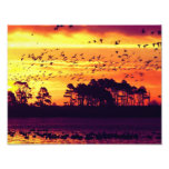Coucher du soleil et oiseaux  tirage photo