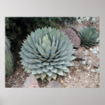 Coues' Agave ~Print~