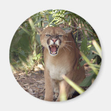 Cougar 001 magnet