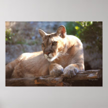 Cougar 1 print