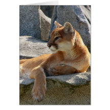 Cougar Close Up Cards