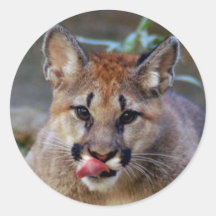 cougar-cub10x10 sticker