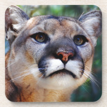 Cougar Drink Coasters
