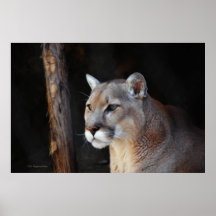 Cougar Fascination Poster